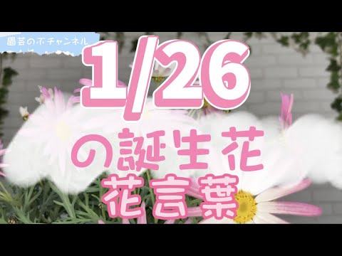 園芸のぶチャンネル 1 26の誕生花と花言葉 １月 ２６日 ガーデニング 雑学 トリビア マーガレット Youtube