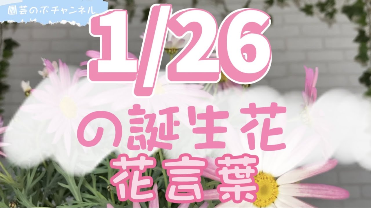 園芸のぶチャンネル】1/26の誕生花と花言葉【1月】【26日