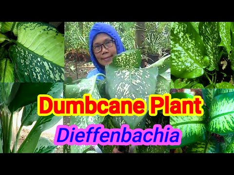 Video: Nakita Ni Dieffenbachia (18 Mga Larawan): Lason Ba Ito? Pag-aalaga Sa Kanya Sa Bahay. Mga Pamamaraan Ng Pagpaparami. Ano Ang Dapat Gawin Kung Ang Mga Brown Spot Ay Lilitaw Sa Mga D