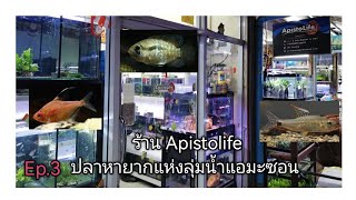 ร้าน Apis​to​life​ ปลาหายากในลุ่มแม่น้ำแ​อ​มะ​ซอน​🐟 Ep.3