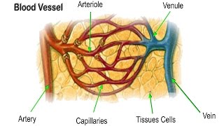 Arteriole Asl