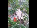 شاهد فاكهه الخوخ علي السطح