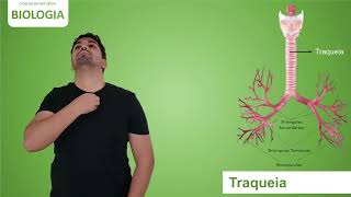 Sinal Traqueia - Sinalário De Ciências Da Natureza Biologia
