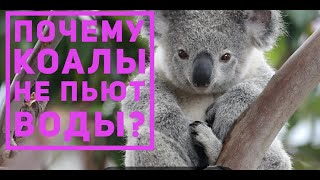 Почему коалы не пьют воды?