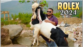 Rolex 2024  Faisal Goat Ranch’s Biggest Kota Goat at M. Pathan Goat Farm Mumbai