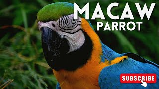 Beautiful Macaws parrot in London 4k by Kokovines 84 views 2 years ago 1 minute, 8 seconds