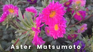 Aster Matsumoto Mix Flowers