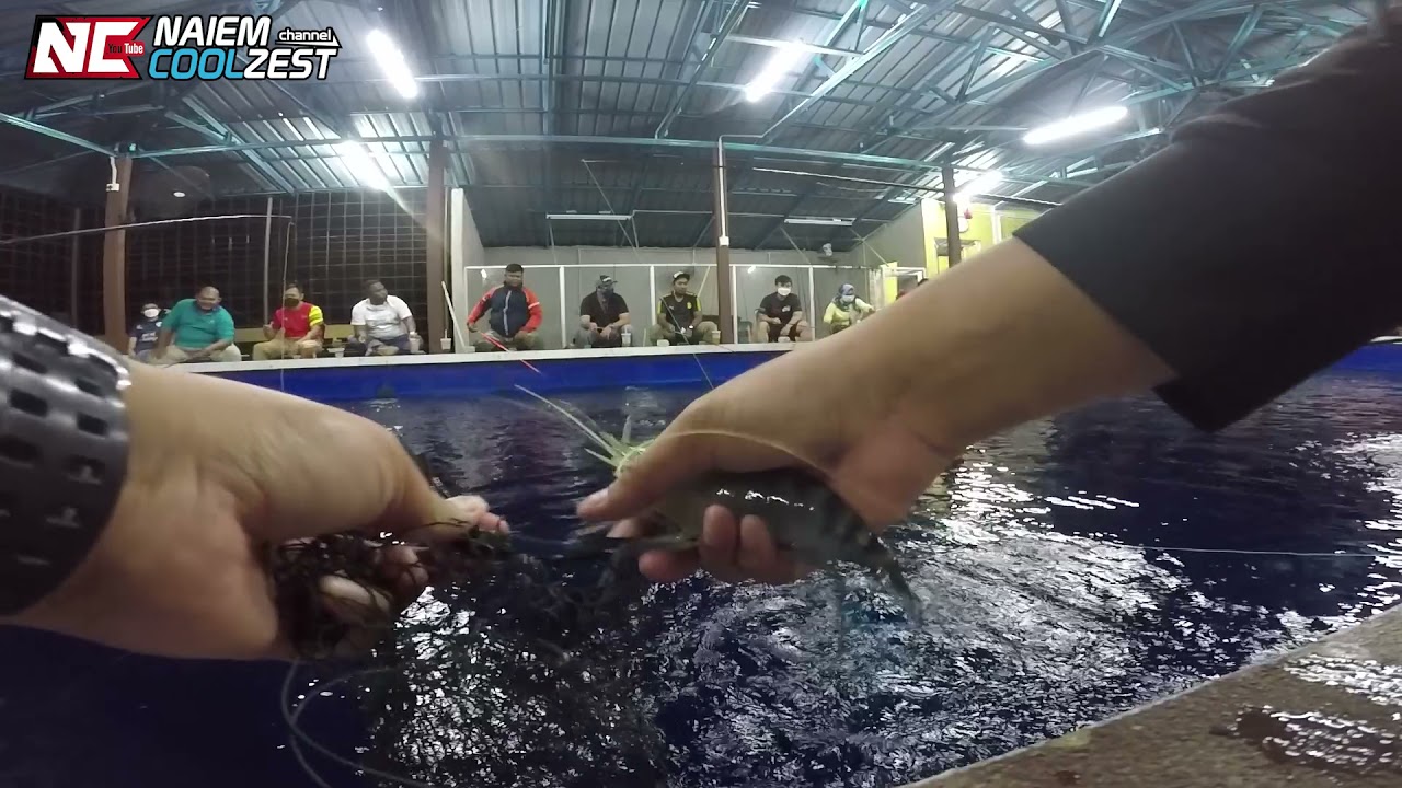 Gasak Udang Galah Kolam Queen Naka Free Satey wei