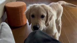 ハウスに戻りたくない #ゴールデンレトリバー のミライ #goldenretriever #dog by 【SO CUTE】PLUSH FUNNY SHORT MOVIE 486 views 6 months ago 4 minutes, 4 seconds