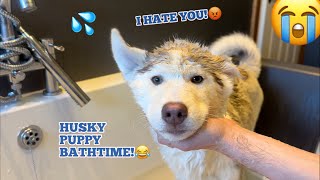 Hilarious Husky Puppy Argues With Dad At Bath Time. Funniest Video Ever