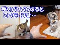 猫達の前で手をパクパクすると、こんなにも真逆な反応をします‥
