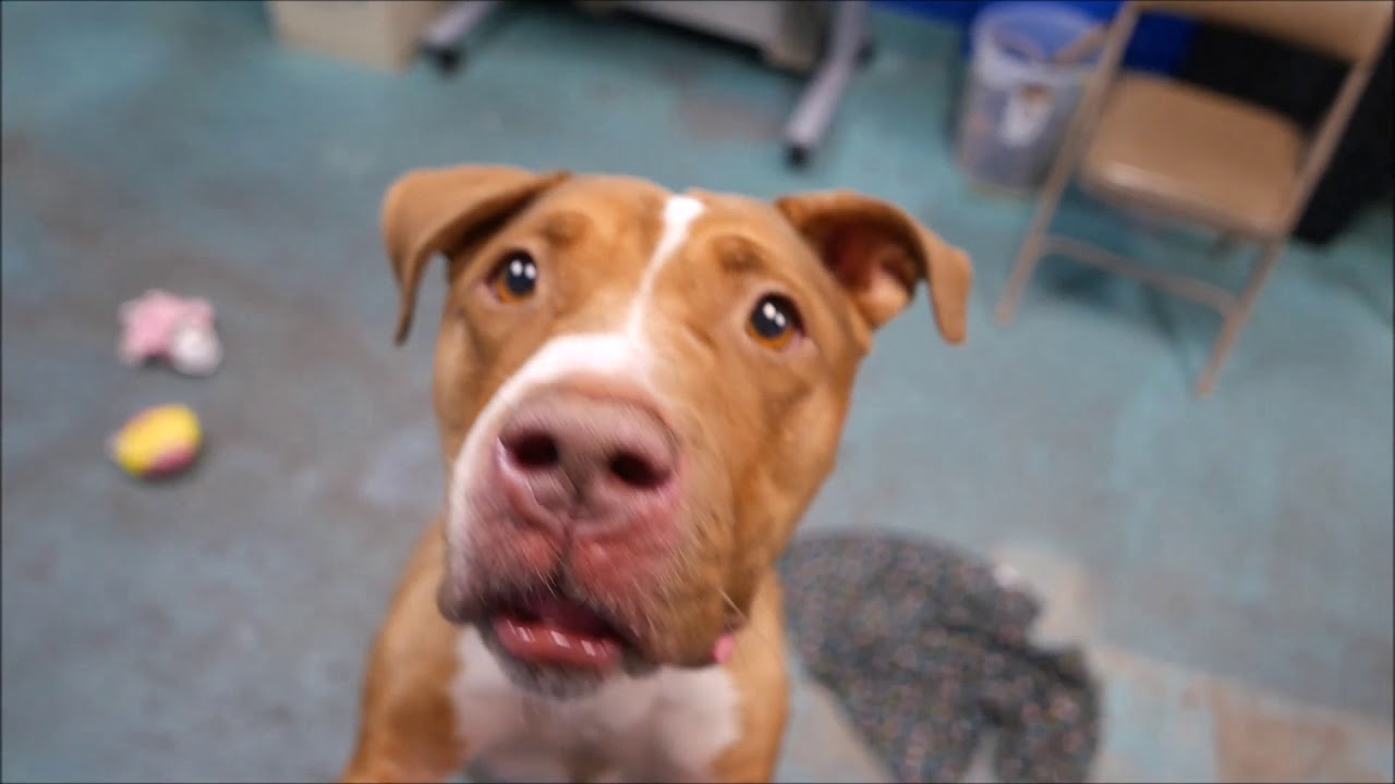 Hunnie - 14229 - Brooklyn ACC camera iphone 8 plus apk