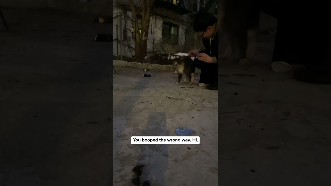 Masquerading Friendly Surprises Trapper