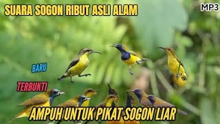 Suara Pikat Burung Sogok Ontong Paling Ampuh | Suara Pikat Sogon Liar