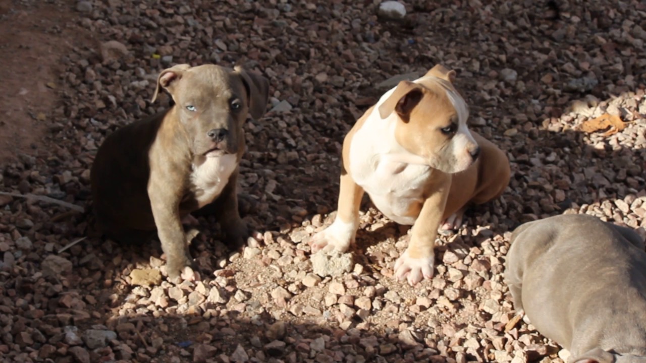 Logan block kennels American bully pups at 11 weeks old Gotti/Razors