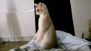 It's not a cat, it's a meerkat