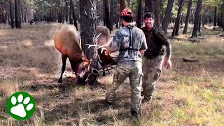 Brave Men Rescue Two Stuck Stags