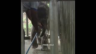 Baby elephant mouth wash | Jungle Animals |象 |فيل | Wildlife | Animaux shorts
