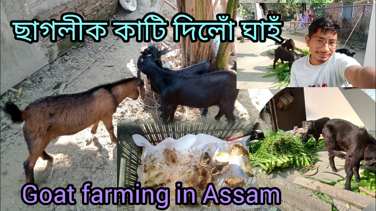 ছাগলীক কাটি দিলোঁ ঘাহঁ //GOAT FARM IN ASSAMGOAT FARMGOAT FARMING#goat​ Sagoli farm #hirak111 #09