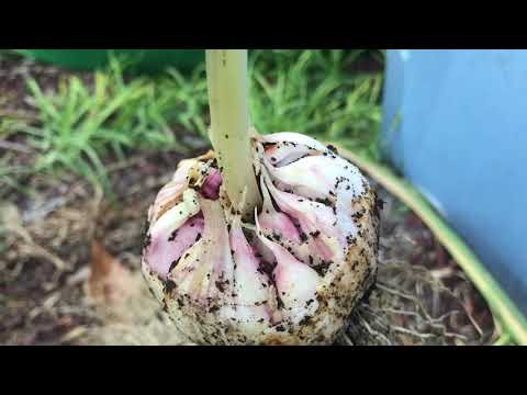 Video: Cách trồng tỏi từ củ? Cách bảo quản củ tỏi trước khi trồng