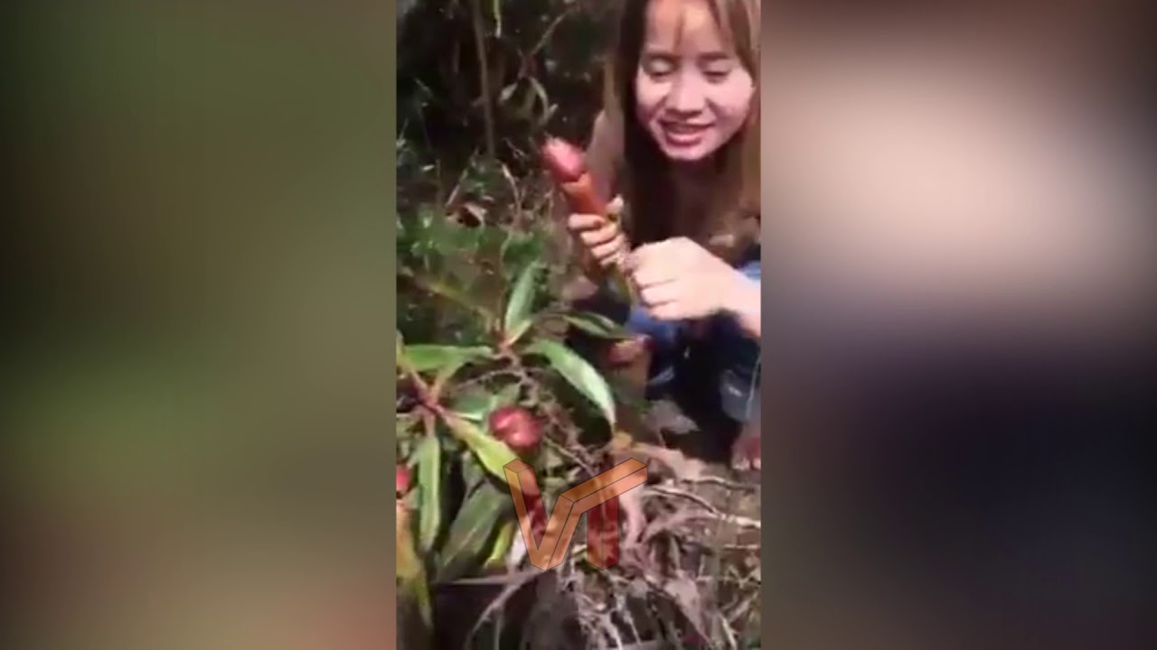 lol dolls nephenthia tree like virtual man pennis || viral today