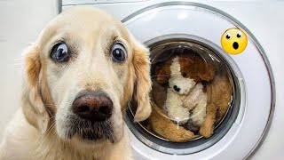 New Funny Cat and Dog Videos 😹🐶 Funniest Animals 🤣