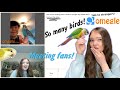 MEETING MY FANS ON OMEGLE AND GIVING THEM BIRD ADVICE!
