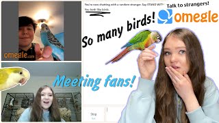 MEETING MY FANS ON OMEGLE AND GIVING THEM BIRD ADVICE!