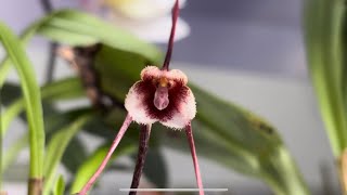 Як вирощувати  орхідею Дракула#орхідеї #orchid #flowers #beautiful #dracula #дракула #