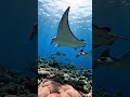 Exotic Labuan Bajo #LabuanBajo #Indonesia #KomodoIsland #TravelIndonesia #BeautifulDestinations