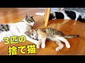 捨て猫　【完全になつく】　かわいい猫