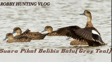 Suara pikat belibis batu. Ampuh 100% Pasti Turun