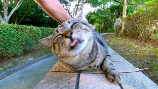 腰トントンするとペロペロする猫、堪えきれなくなって自分の手を舐めだす