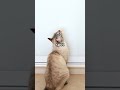 Why Cats Stare Into Space! 🐱