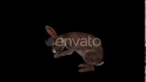 Wild Rabbit Eat | Motion Graphics - Envato elements
