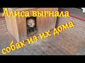 Алиса лиса. Алиса отжала будку у собак.