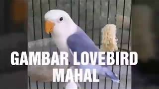 Gambar Lovebird TERMAHAL