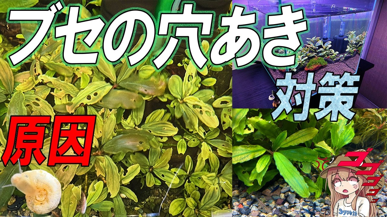 Holes in Bucephalandra! Causes, solutions, and prevention! - YouTube