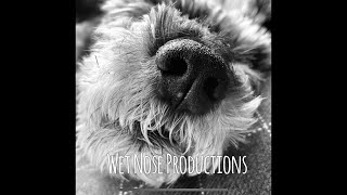Acting Masterclass
The Thespian Schnauzer Collective, in association with Wet Nose Productions and Plutoverse Studios, is proud to present our very first stagecraft masterclass - How To Make An Entrance! And guess what?? I am the featured actor! When a character (or even you!) makes an entrance, it can totally set the tone for the entire scene, so it is really, really, really important to get that right. I hope this can help you with your next big entrance! 🎬🎭📽❤️
Pluto Living™ © NJ Wight Acting Masterclass