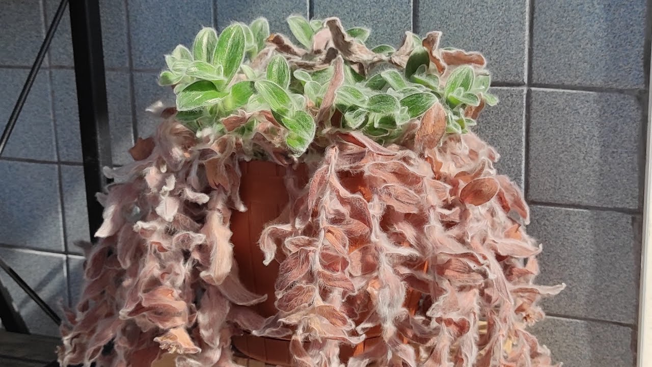 💥Bunun Telgraf Çiçeği Olduğuna Kim İnanır🥰💥