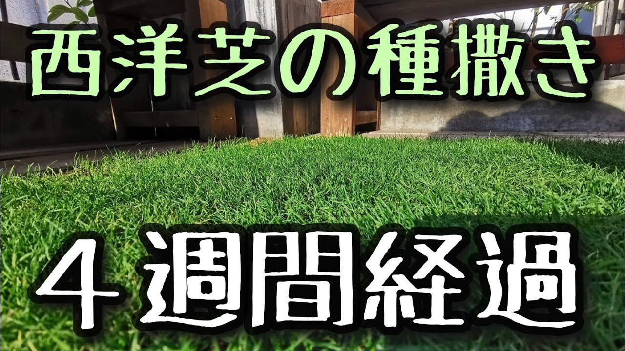 高麗 芝 に 西洋 芝 の 種 を まく