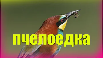 Золотистая щурка, или пчелоедка