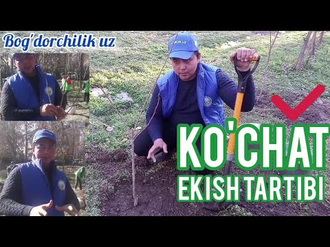 Video: Yucca o'simlikini qanday kesish kerak