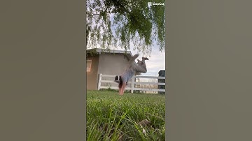 Using templates because I’m to lazy to edit #therian