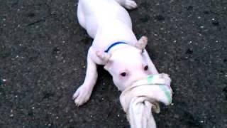 Pitbull Pup 12 Weeks Shakes It