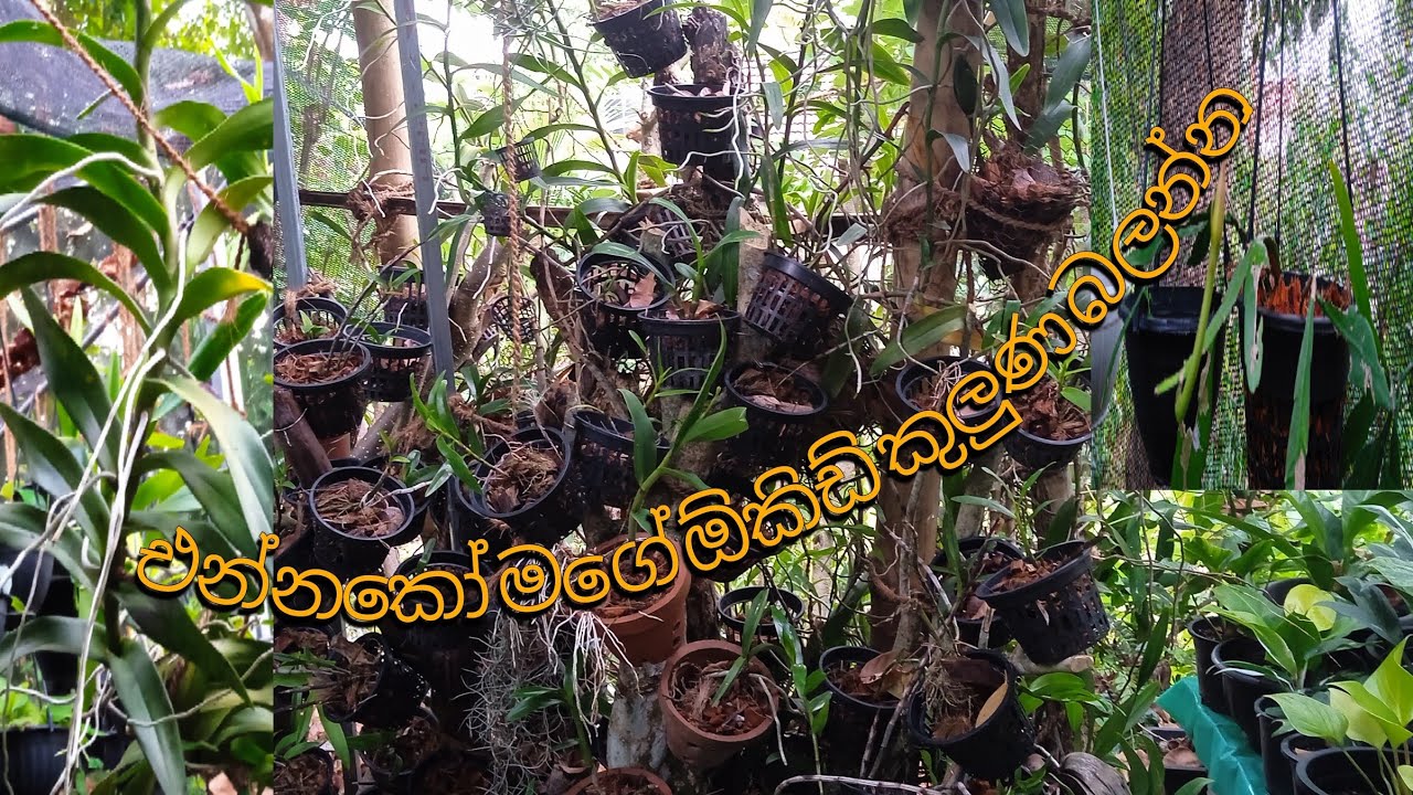 එන්නකෝ මගේ ඕකිඩ් කුලුණ බලන්න.