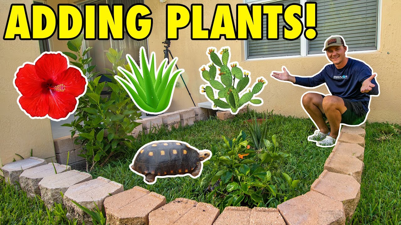 ADDING More PLANTS To My TORTOISE ENCLOSURE YouTube
