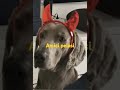 Amici pelosi