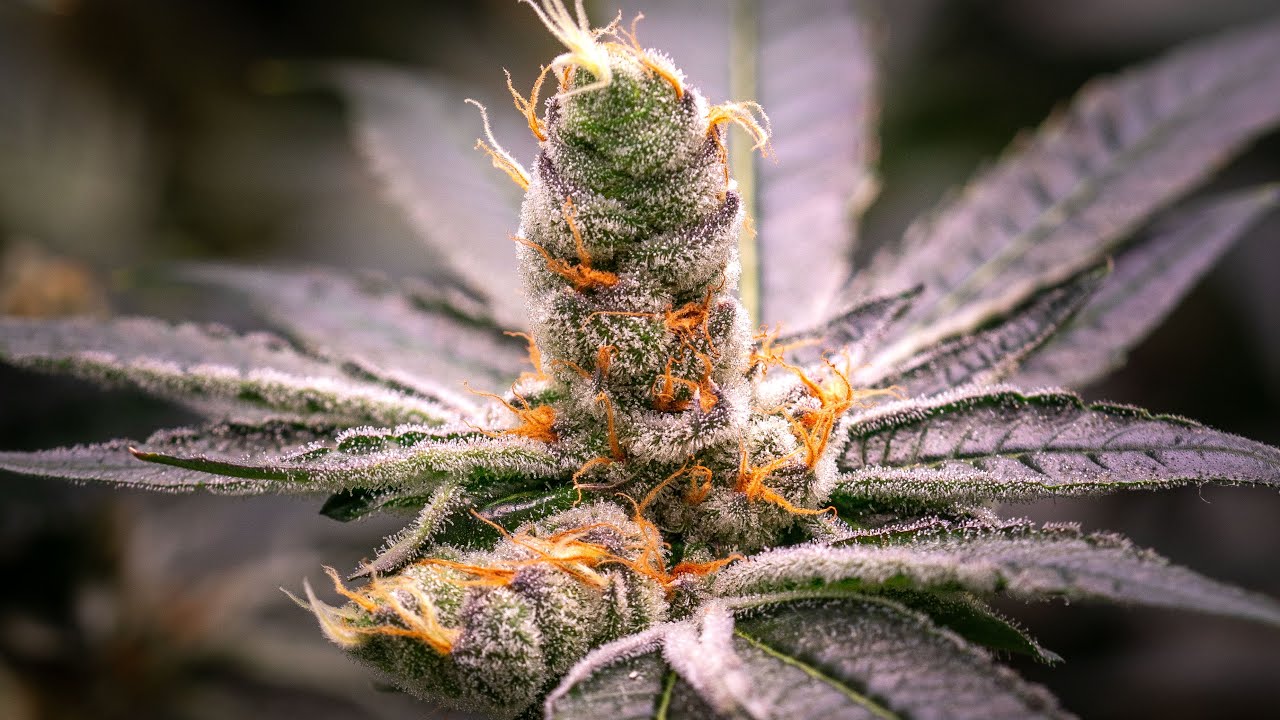 Crazy looking Week 8 of flower