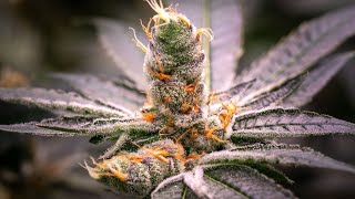 Crazy looking Week 8 of flower